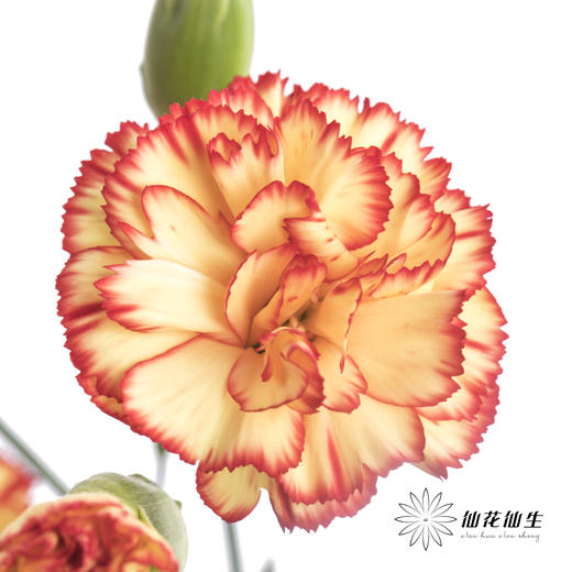 多头康乃馨 |卡林波 商品图0