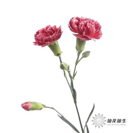 多头康乃馨 | 斯嘉丽 商品图3