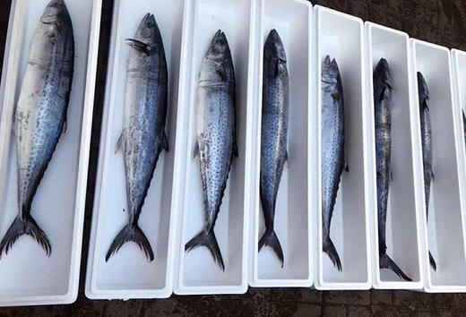 特大马鲛鱼 商品图0