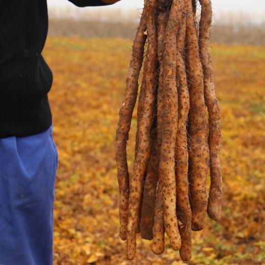 【花渐团购】焦作正宗无硫熏怀山药片 商品图6