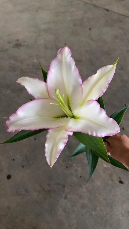 yh百合唇彩多头a级5支