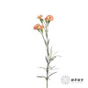多头康乃馨 |卡林波 商品缩略图4
