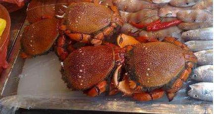 龙蟹鲜活