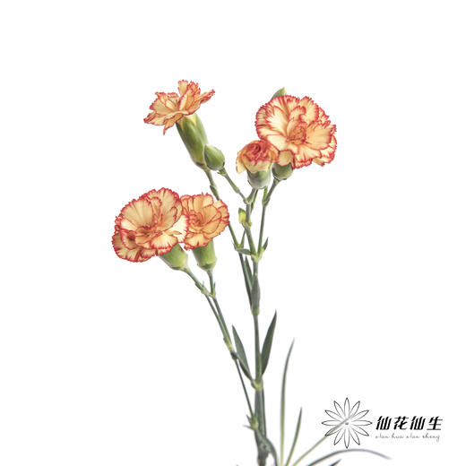多头康乃馨 |卡林波 商品图3