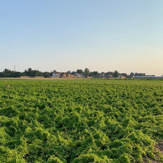 【花渐团购】焦作正宗无硫熏怀山药片 商品图4