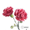多头康乃馨 | 斯嘉丽 商品缩略图2