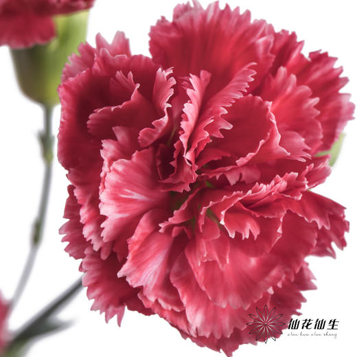 多头康乃馨 | 斯嘉丽 商品图1