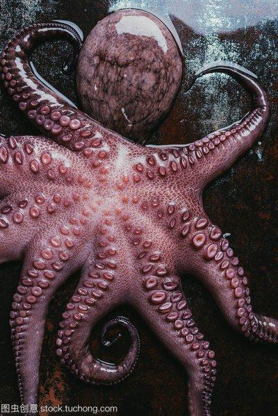 大章鱼1斤 商品图0