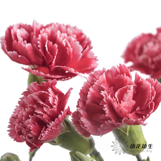多头康乃馨 | 斯嘉丽 商品图0