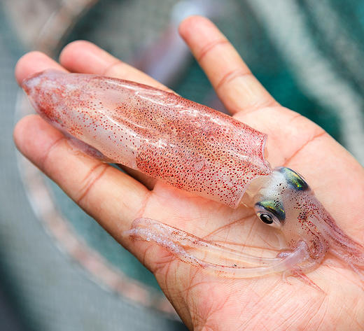 带籽红管0.8两 商品图0