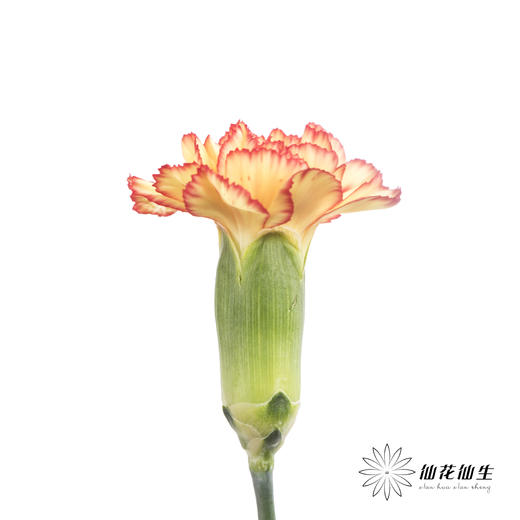 多头康乃馨 |卡林波 商品图2