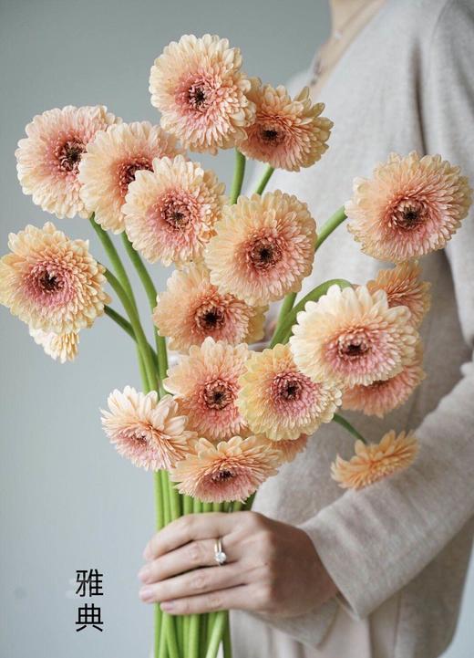 爱必达非洲菊重瓣雅典10支