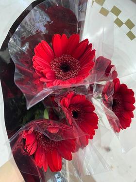 菊花-珍爱弗朗-（非洲菊）-红色