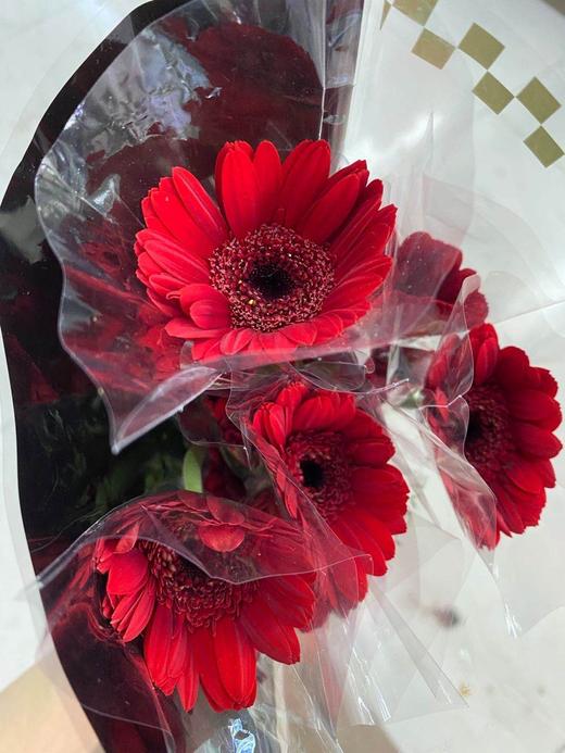 菊花-珍爱弗朗-（非洲菊）-红色 商品图0