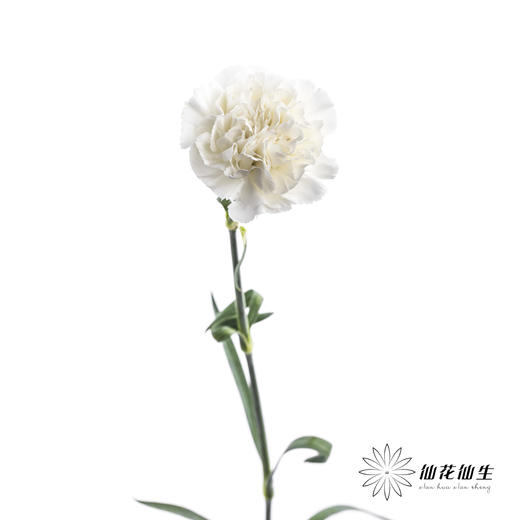 单头康乃馨 | 白雪公主 商品图3