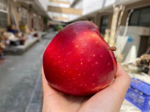 脆享苹果 脆甜脆甜 味道浓郁 颜值也很高哦~ 商品图0