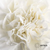 单头康乃馨 | 白雪公主 商品缩略图2
