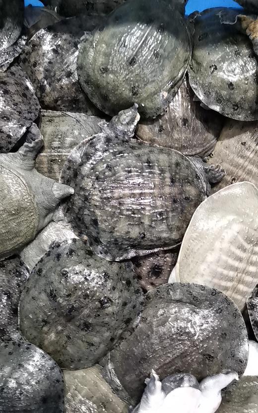 鲜活沙鳖子BB仔(处理需加工费) /斤 商品图4