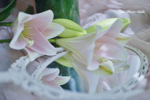 jyc百合彩铁炮粉色2头a级