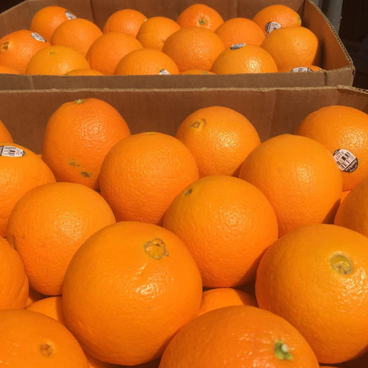 澳洲新奇士3107黑标甜橙 9个装 单果230-250g