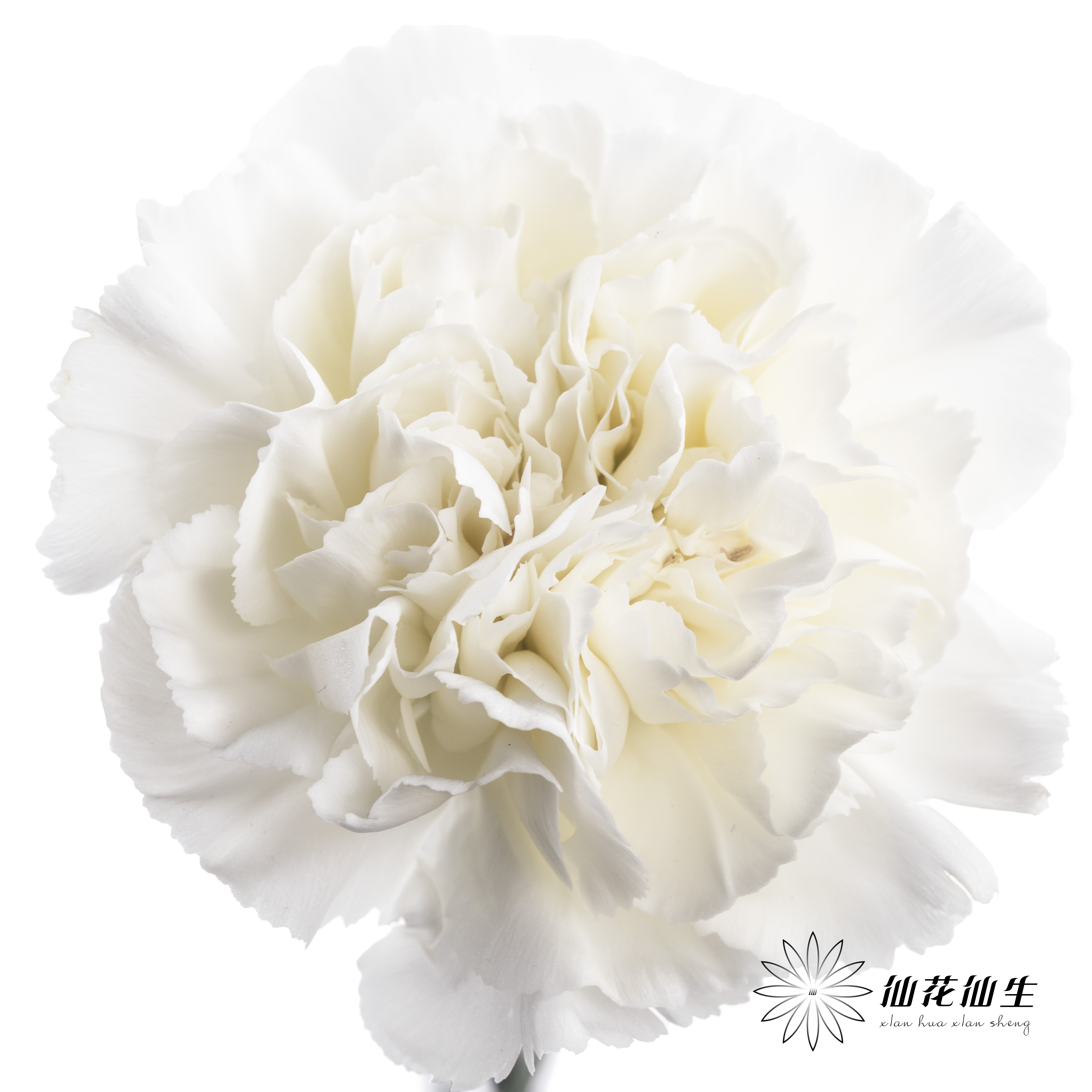 单头康乃馨 | 白雪公主