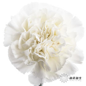 单头康乃馨 | 白雪公主