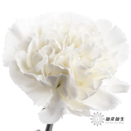 单头康乃馨 | 白雪公主 商品图1
