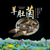 【云南省怒江州泸水市】咖芒羊肚菌 商品缩略图1