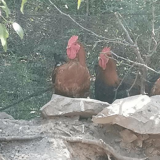 瓦房店许屯农家散养大公鸡/母鸡溜达鸡/大鹅，粮食喂养，味道就是好，多年好口碑，放心买！邮速达辽宁省内包邮 商品图7