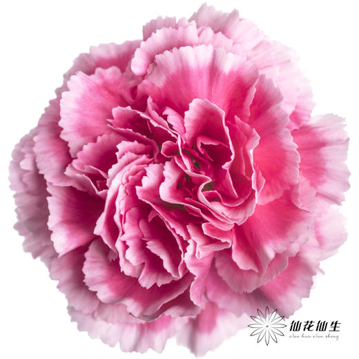 单头康乃馨 | 笑颜 商品图0