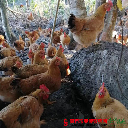 【广东省包邮】母鸡 2.5斤±2两/只（72小时内发货） 商品图0