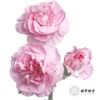 多头康乃馨 | 珍珠粉 商品缩略图0