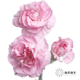 多头康乃馨 | 珍珠粉