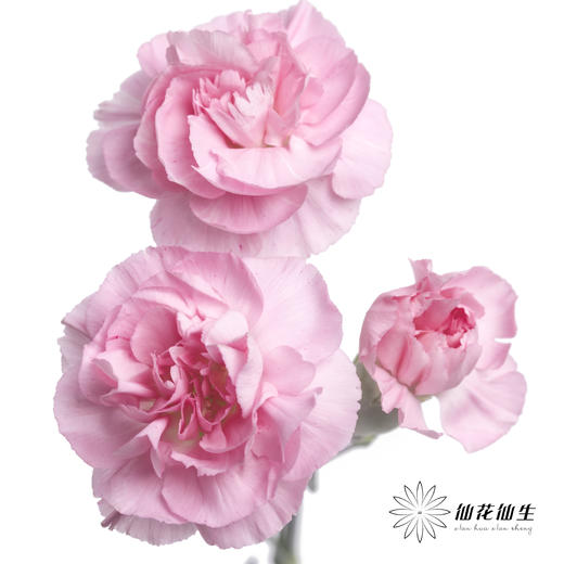 多头康乃馨 | 珍珠粉 商品图0