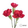 多头康乃馨 | 红色 商品缩略图0