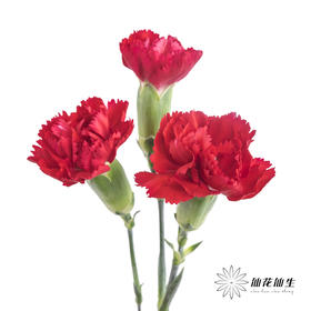 多头康乃馨 | 红色