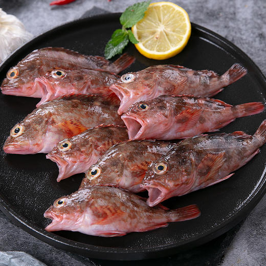 小小石斑 商品图0