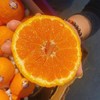 【澳大利亚进口丑橘】16头/箱，超大果  肉嫩爆汁 商品缩略图4