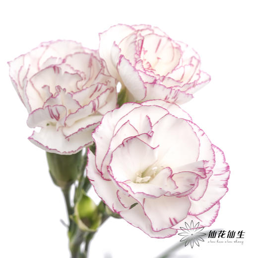 多头康乃馨 | 小白菜 商品图1