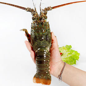 特大花龙 2.5斤以上