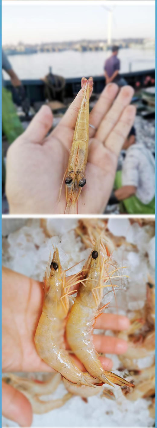 活冻大机敏虾 2盒 商品图0