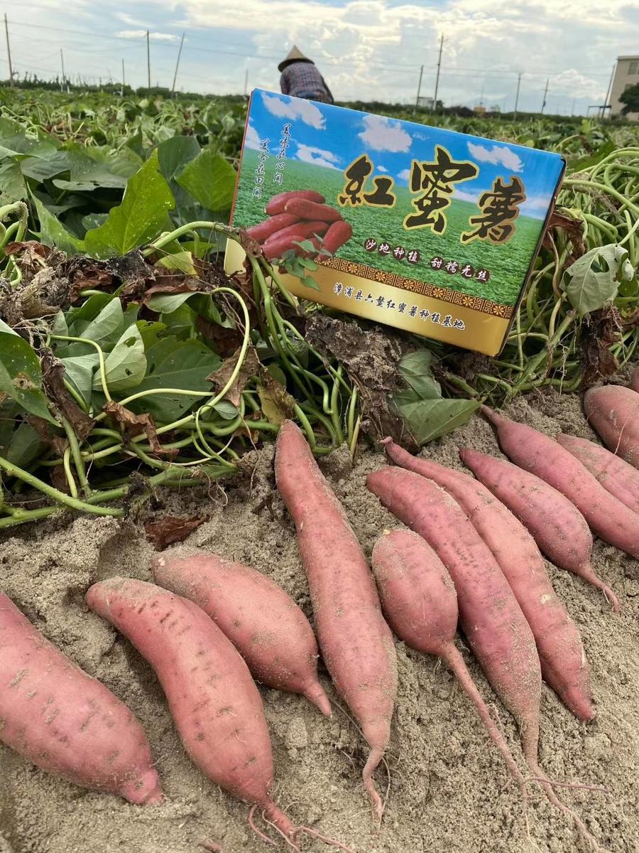 包邮--福建正宗六鳌红蜜薯5斤农家沙地红薯新鲜现挖软糯香甜无丝