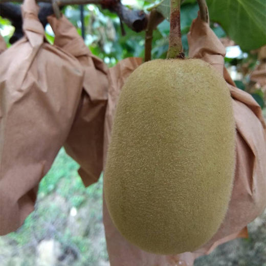 【四川·蒲江】 黄心猕猴桃 精品大果 酸甜金色奇异果 基地直发 商品图5