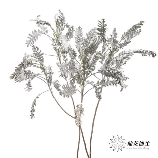 配叶 | 银羽叶 商品图0