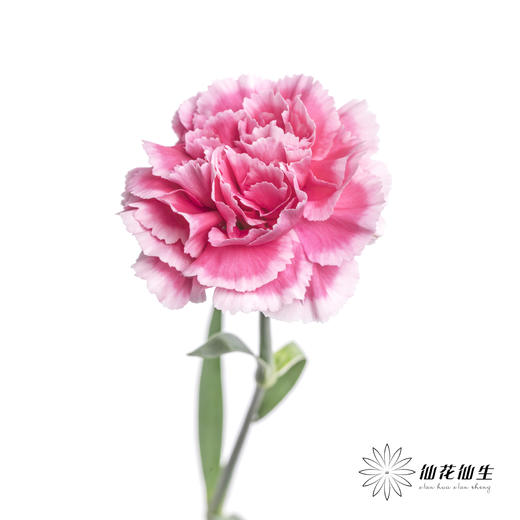 单头康乃馨 | 笑颜 商品图3