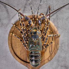 小小青龙 6两左右