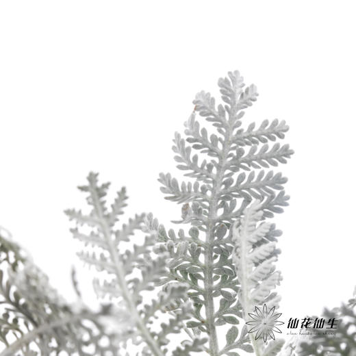 配叶 | 银羽叶 商品图2