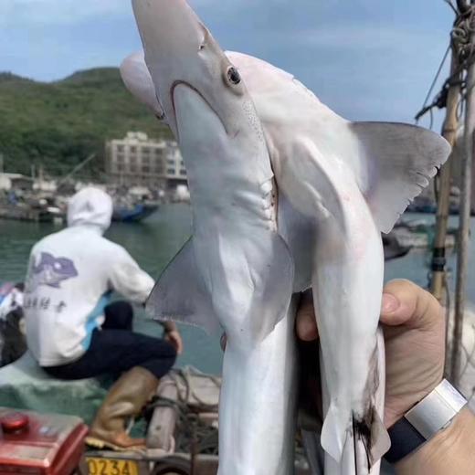 小白鲨 商品图1