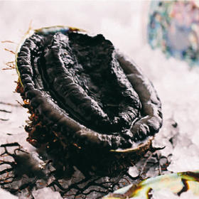 黑金鲍 1.2斤左右