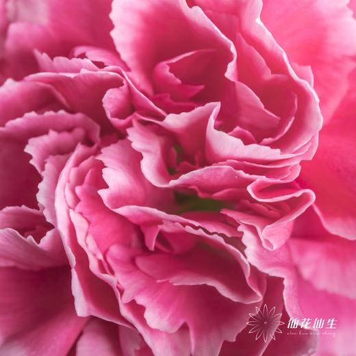 单头康乃馨 | 笑颜 商品图2